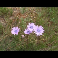 Chicoree sauvage (Cichorium intybus) (Aude) (2)